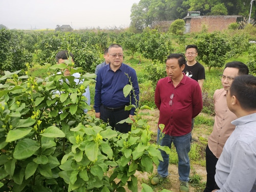 vwin德赢ac米兰官方网:何福林率博士团赴邑口村开展服务 助力乡村振兴